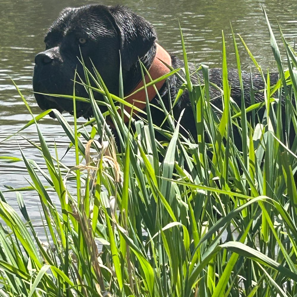 Hundetreffen-Gassi gehen und Ausflüge gemeinsam machen-Profilbild