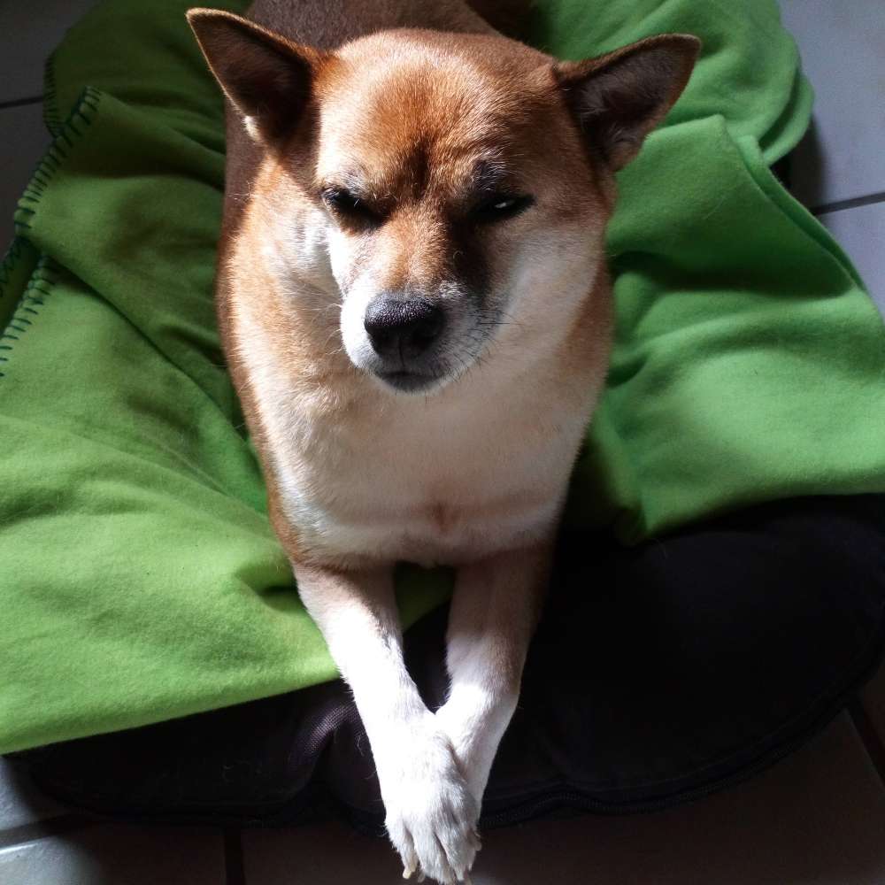 Hundetreffen-Gassirunde in Sasbach am Kaiserstuhl-Profilbild