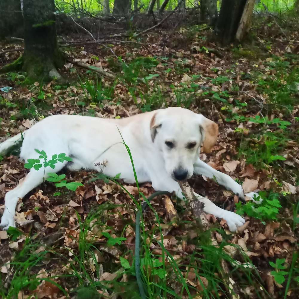 Hundetreffen-Hundetreffen-Profilbild