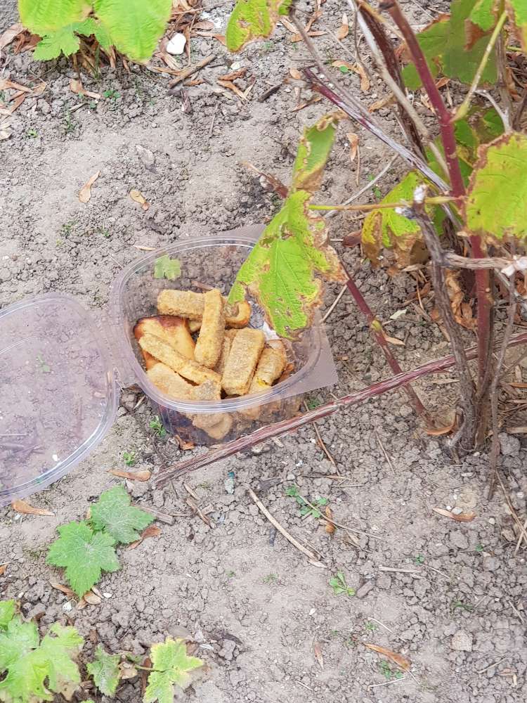 Giftköder-Giftköder-Profilbild