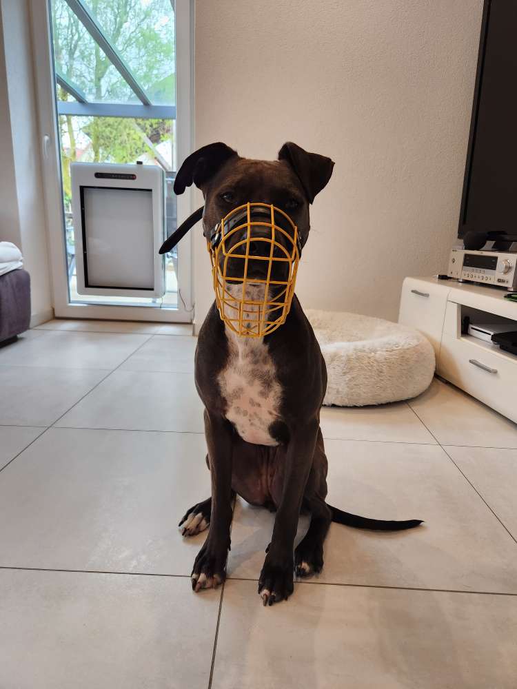 Hundetreffen-Zornröschen sucht  Trainingspartner-Profilbild