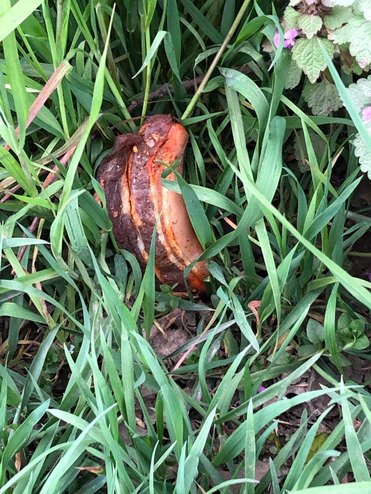 Giftköder-Fleischreste-Profilbild