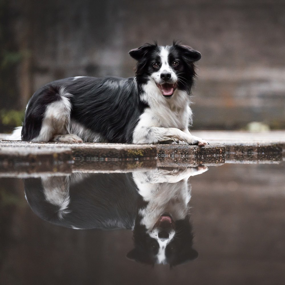 Hundetreffen-Hundeshooting - Termine frei!-Profilbild