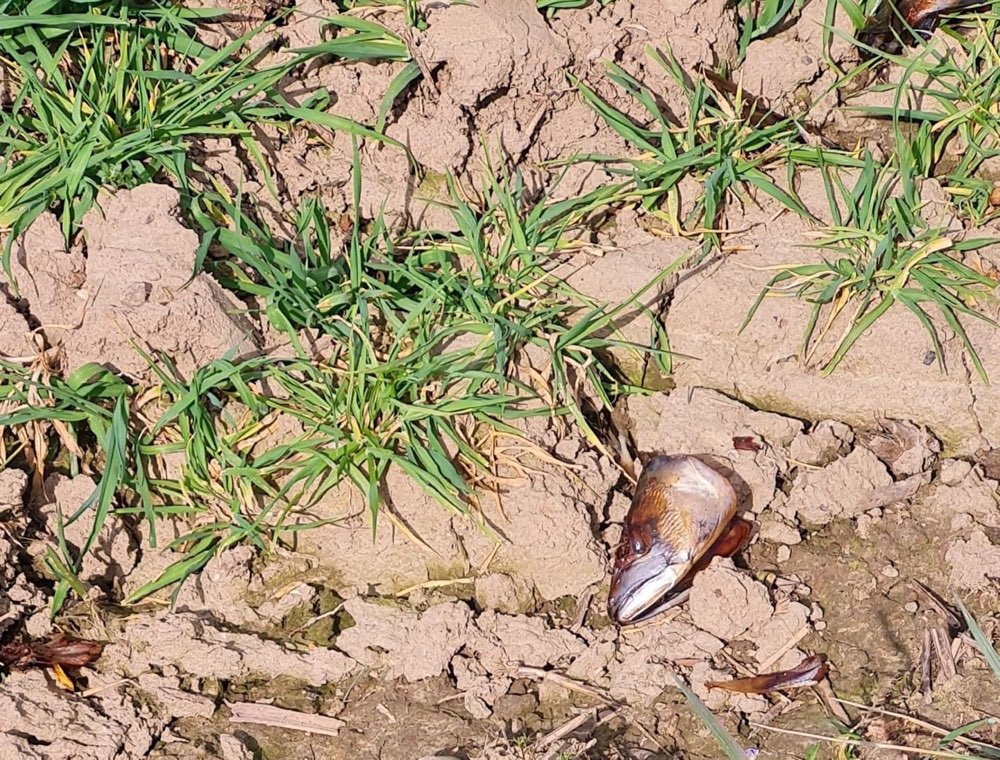 Giftköder-Fischkopf mit Nägeln-Profilbild