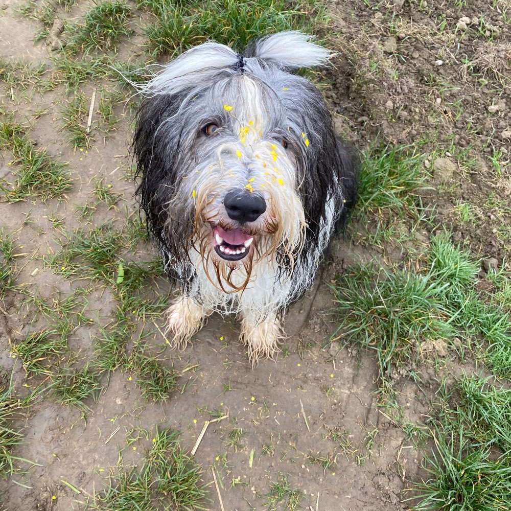 Hundetreffen-Kleine und große Hunde-Profilbild