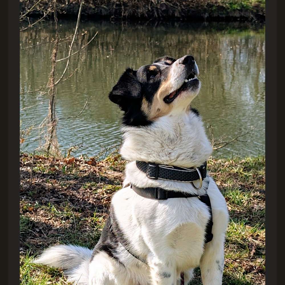 Hundetreffen-Spielen im Erfurter Süden-Profilbild