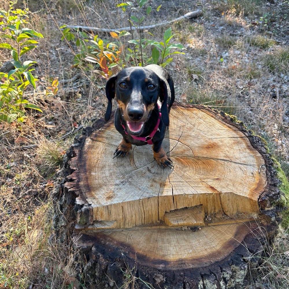 Hundetreffen-Wir suchen neue Dackelfreunde-Profilbild