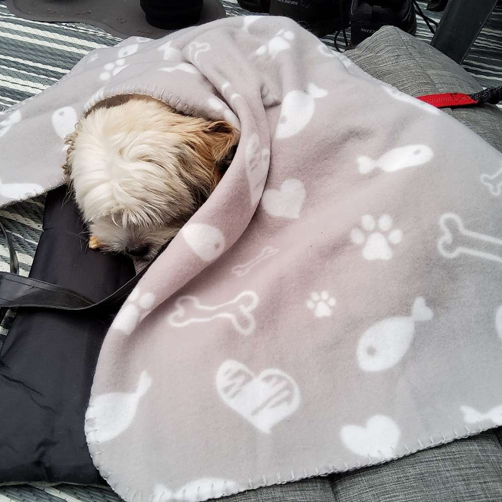 Deine Fellnase in eine Decke gekuschelt. Banner