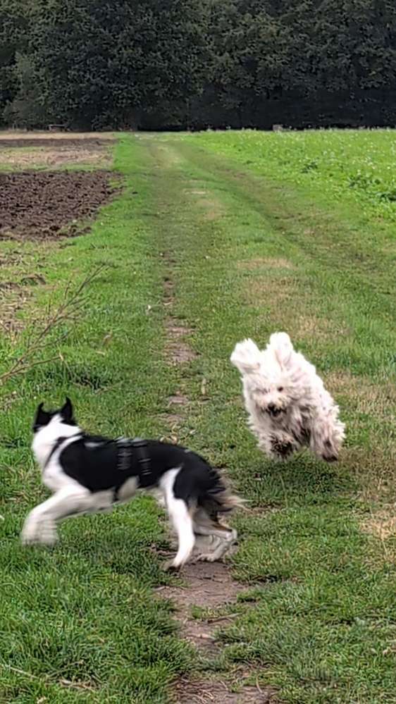 Hundetreffen-Mantrailing und Sozialwalk-Profilbild