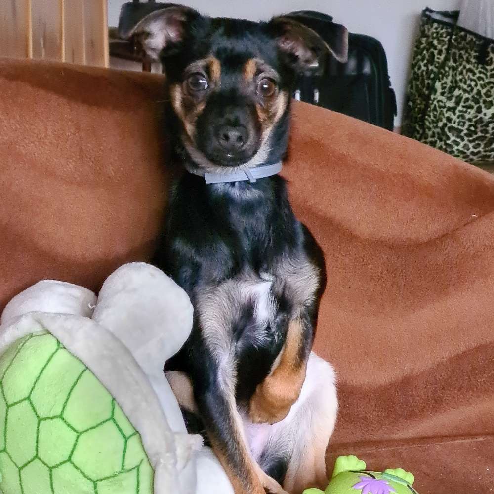 Hundetreffen-Welpentreffen-Profilbild