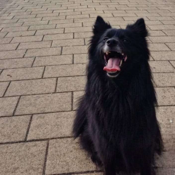 Hundetreffen-Spiel-/ und Gassi-Runden-Profilbild
