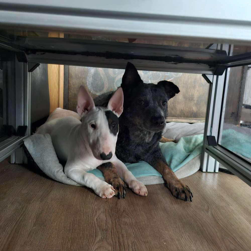 Hundetreffen-Gassi- und Spielfreunde gesucht-Profilbild