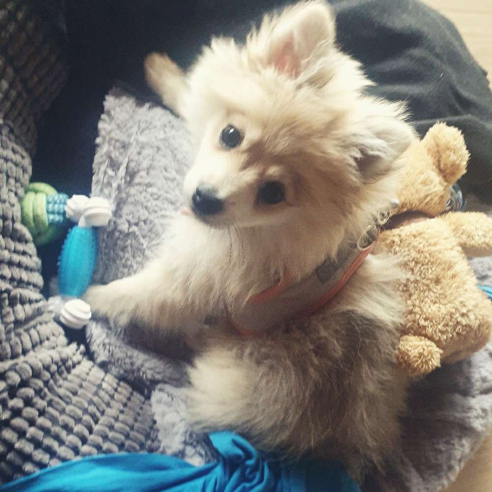 Hundetreffen-Welpentreff Aalen-Dewangen-Fachsenfeld-Abtsgmünd-Profilbild