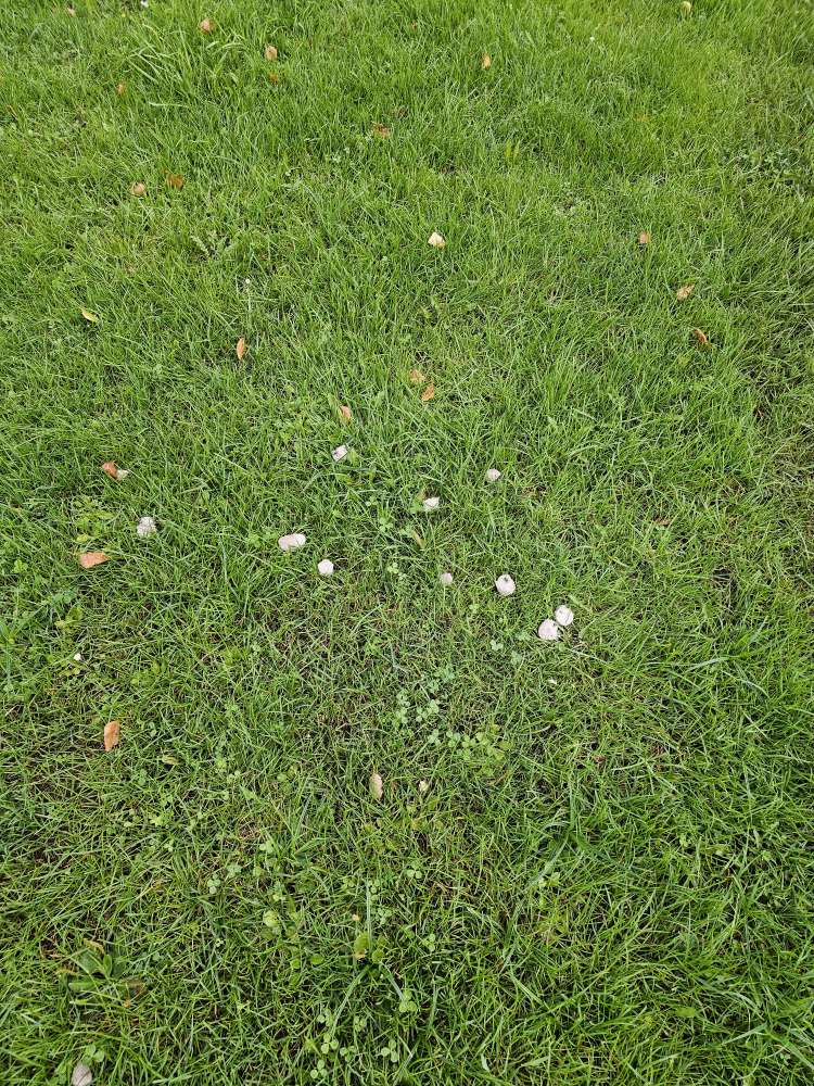 Giftköder-Wurststücke-Profilbild