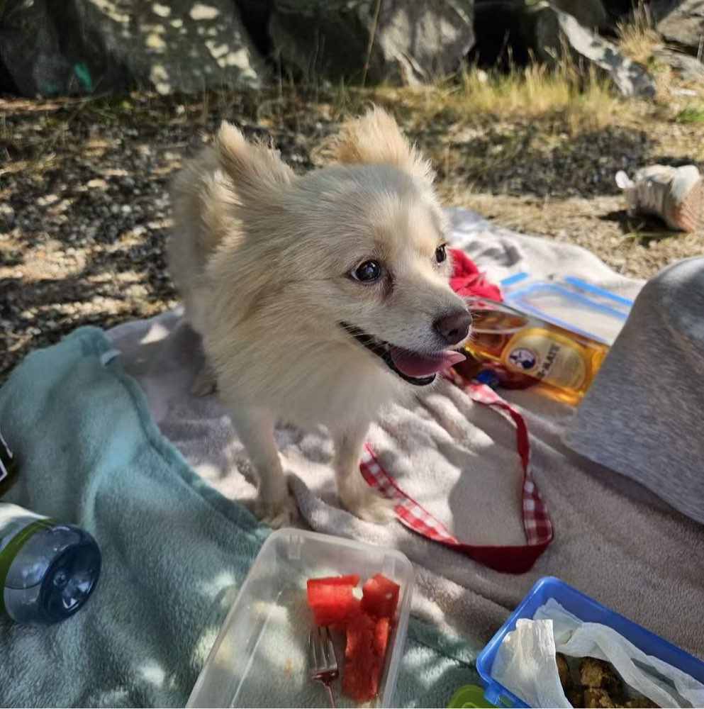 Hundetreffen-Spieltreffen für kleine Hunde-Profilbild