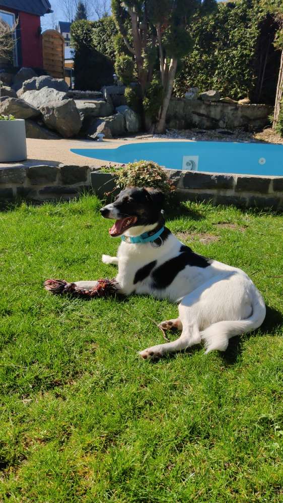 Hundetreffen-Gemeinsame Spaziergänge-Profilbild