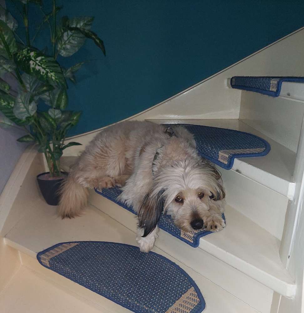 Hundetreffen-Charly sucht Hundekumpel-Profilbild