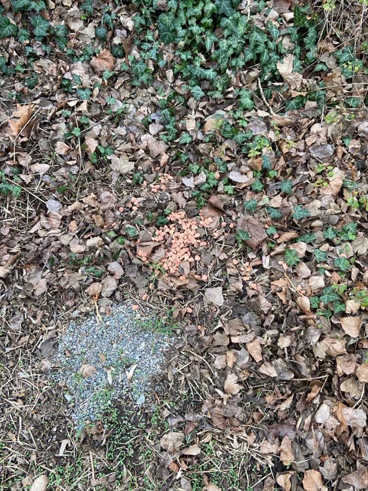 Giftköder-Große Menge Leckerlis-Profilbild