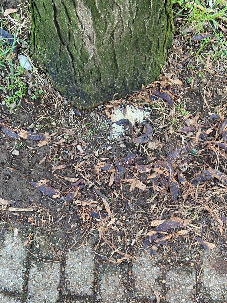 Giftköder-Eventuell Giftköder-Profilbild