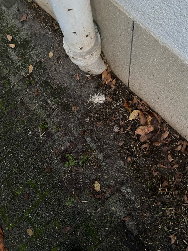 Giftköder-2 Häufchen weißes Pulver-Profilbild