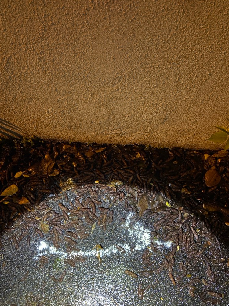 Giftköder-Weißes Pulver über 30 cm verstreut-Profilbild