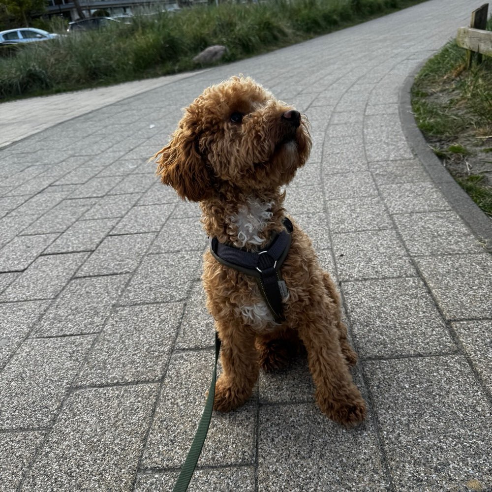 Hundetreffen-Social Walk/Gemeinsam Spazieren gehen/ Spielkameraden gesucht-Profilbild