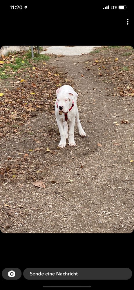 Hundetreffen-Welpentreffen im Augarten, vorzugsweise Hunde mit 15-30kg-Profilbild