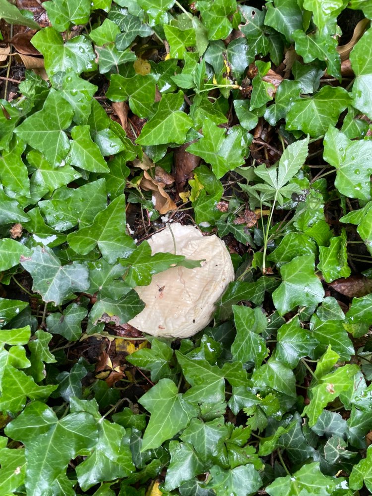 Giftköder-Giftköder vermutet-Profilbild