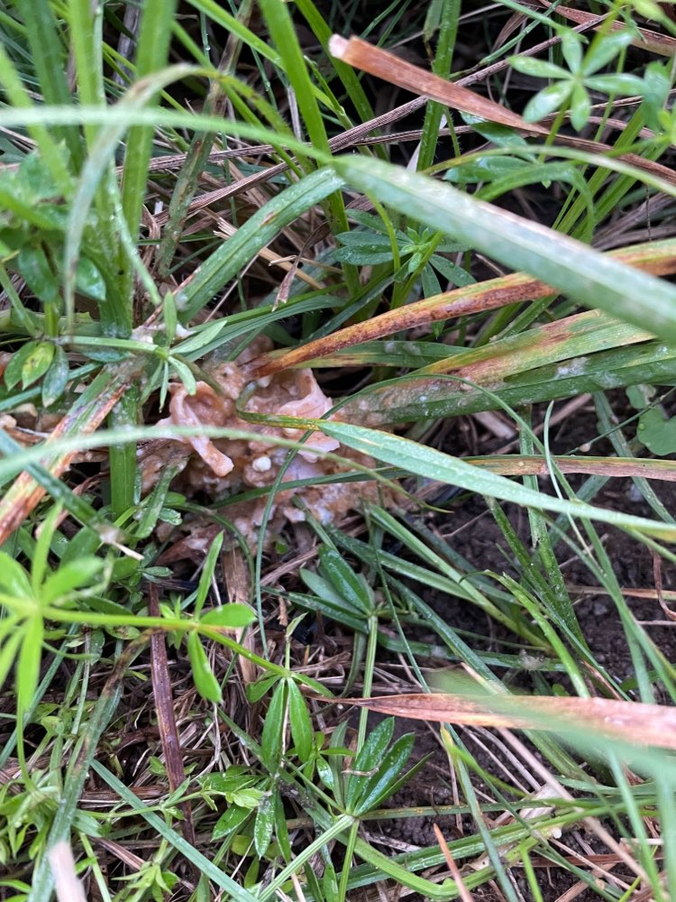 Giftköder-Evtl. Giftköder-Profilbild