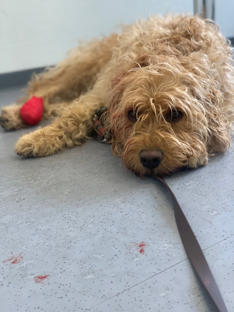 Giftköder-Glas oder andere scharfe Gegenstände-Profilbild