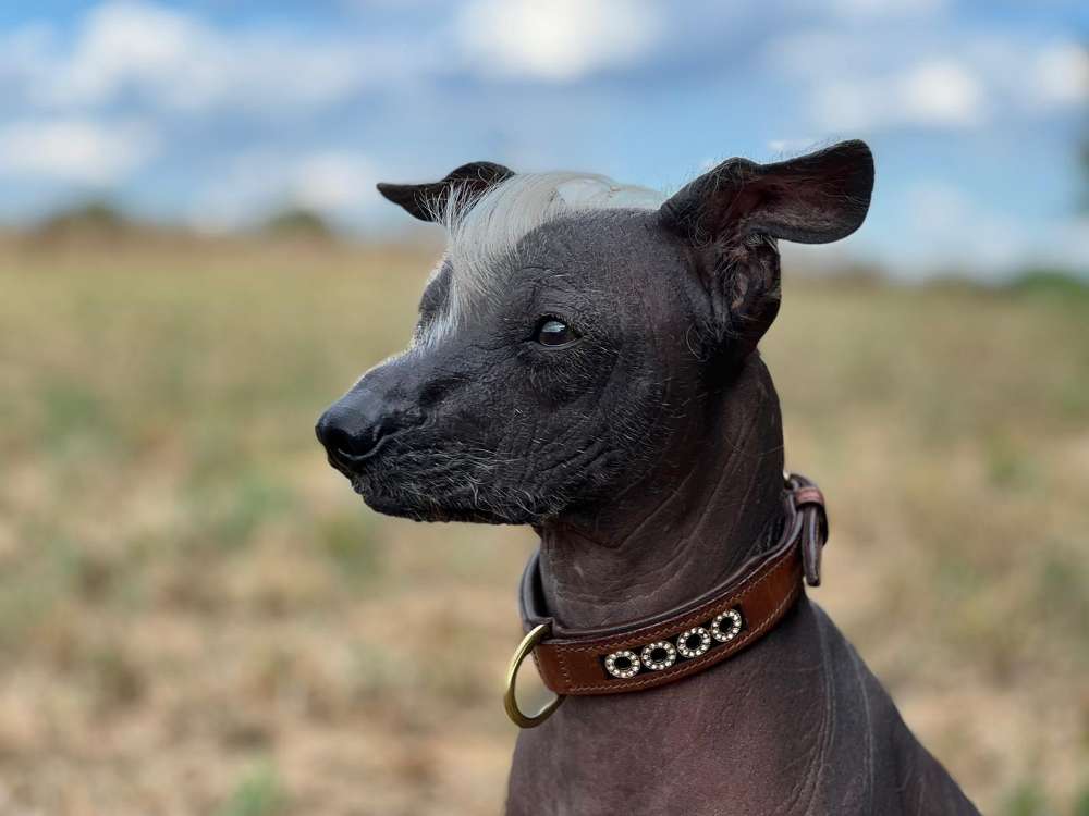 Hundetreffen-Sozialkontackt üben-Profilbild