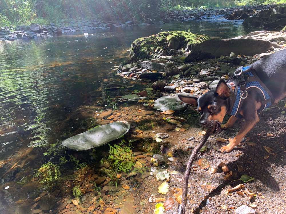 Hundetreffen-Spielpartner gesucht (kleine Hunde)-Profilbild