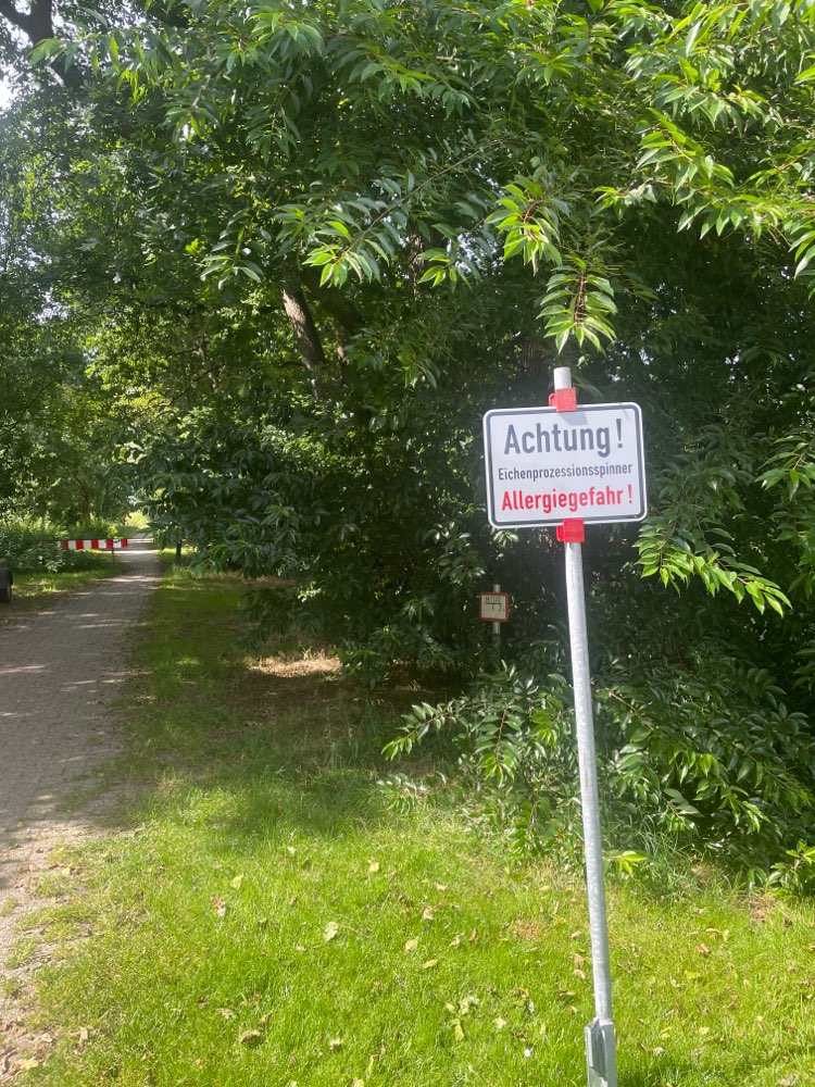 Giftköder-Eichenprozesionsspinner-Profilbild