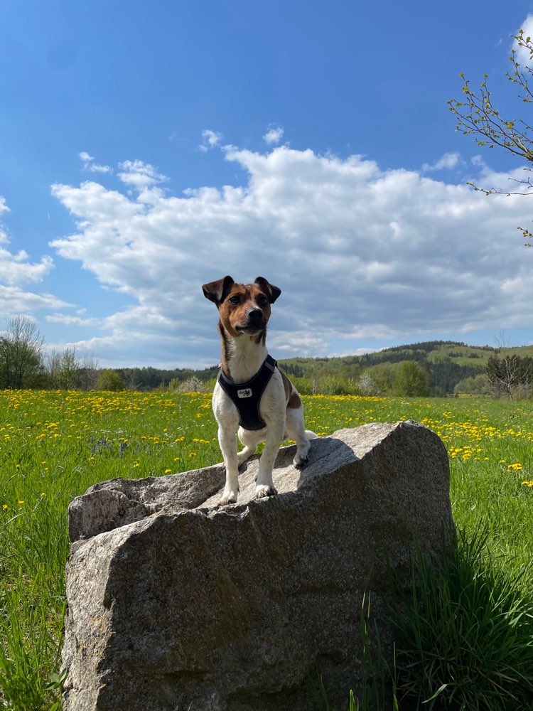 Hundetreffen-Wanderbegeisterte Begleitung 🐶-Profilbild