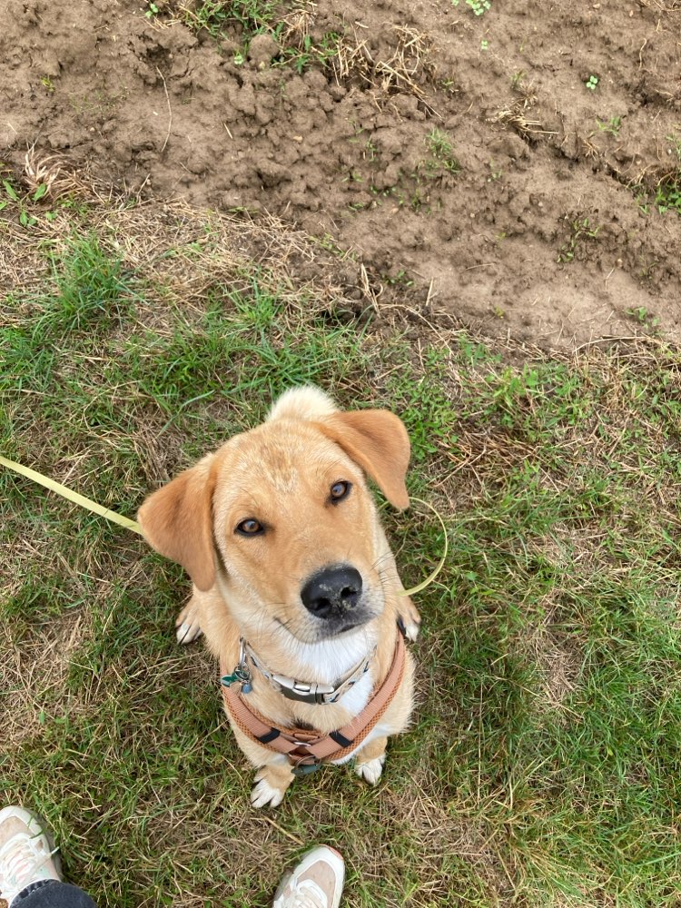 Hundetreffen-Trainingsspaziergang-Profilbild