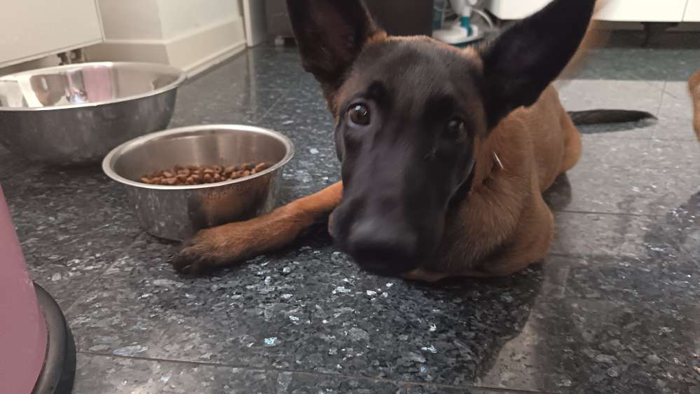 Hundetreffen-Welpentreffen-Profilbild