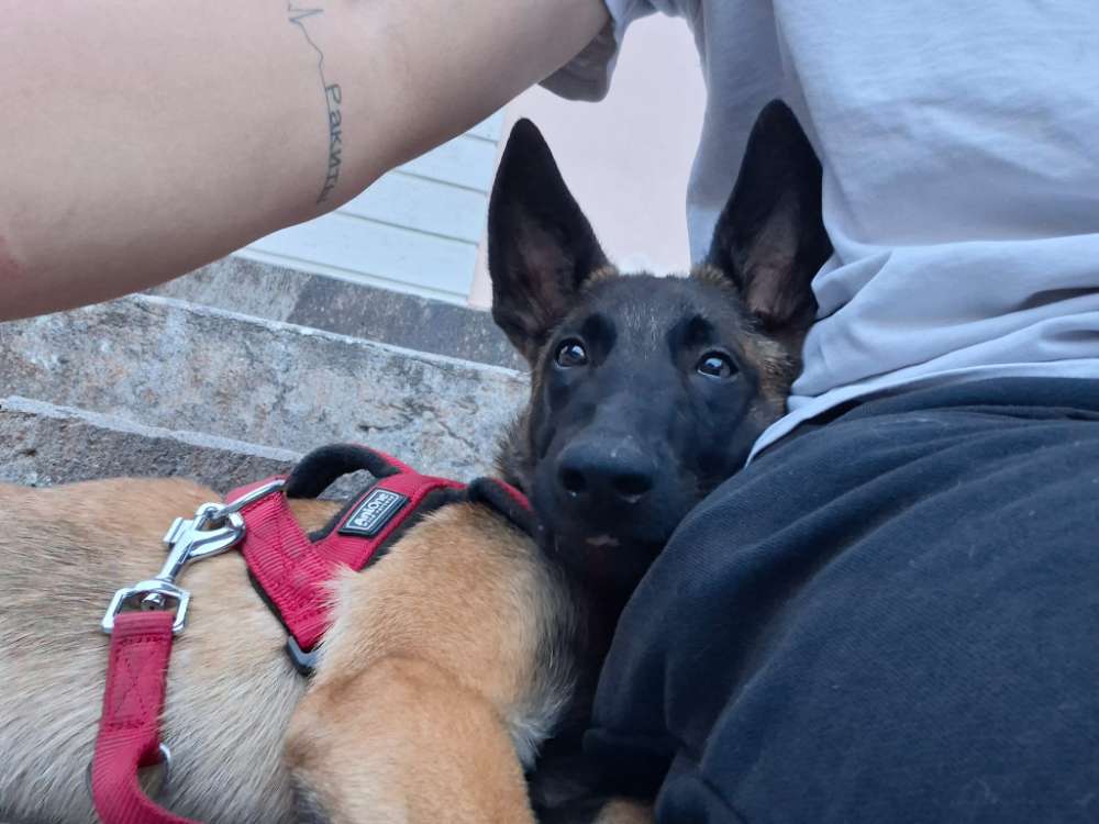Hundetreffen-Gassi social walk-Profilbild