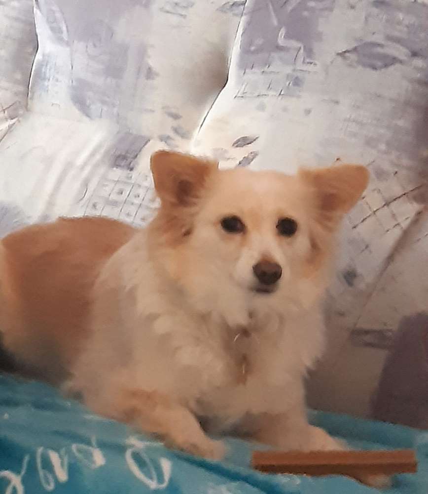 Hundetreffen-Treffen-Profilbild