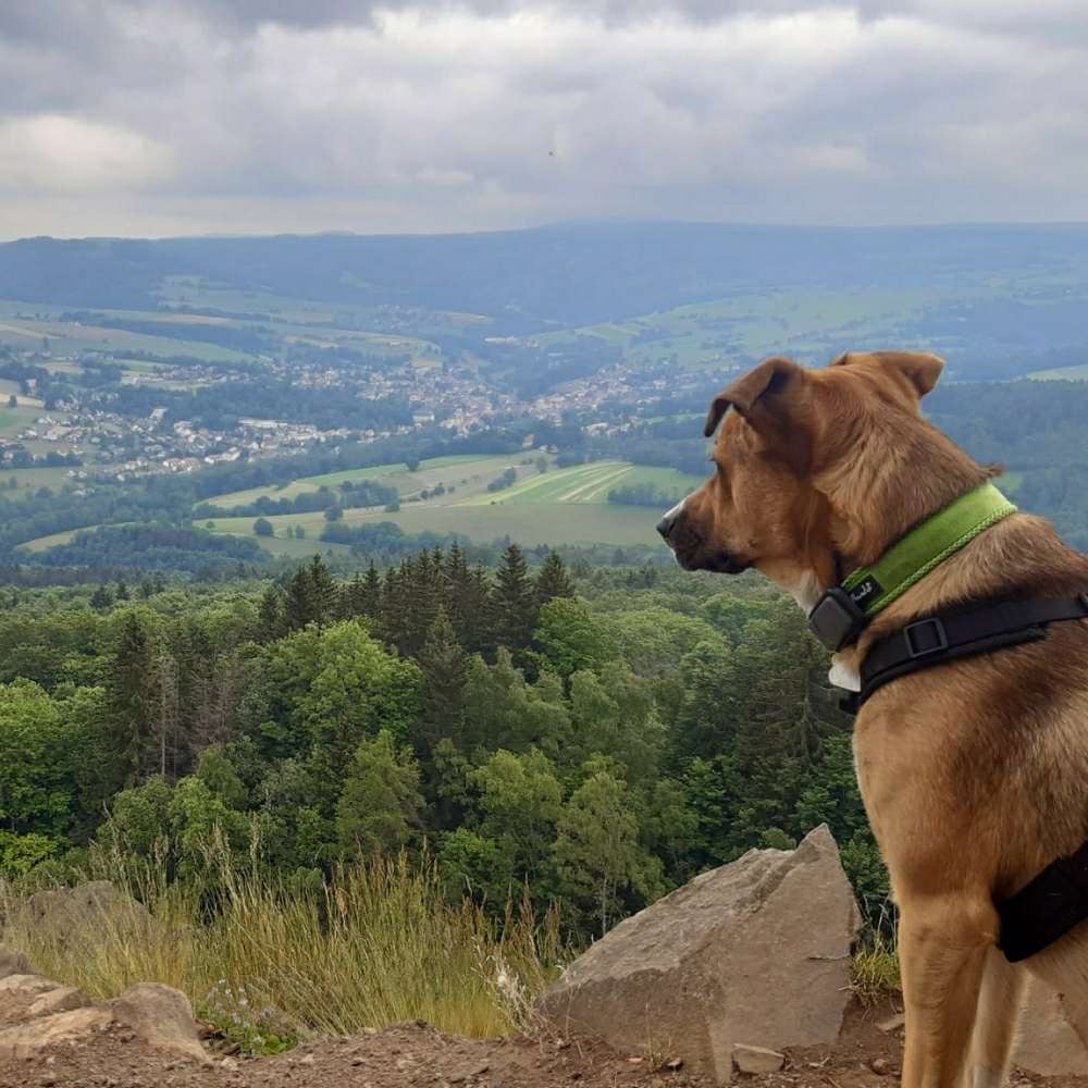 Hundetreffen-Walk the dog 🐕🐕-Profilbild