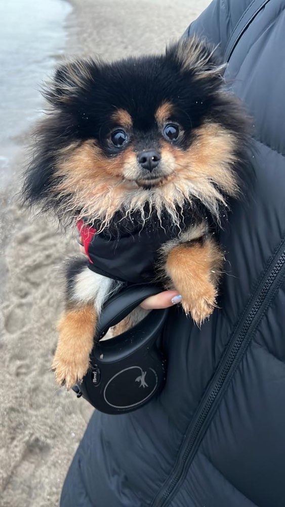 Hundetreffen-Sanfter „Riese“ gesucht ✨-Profilbild