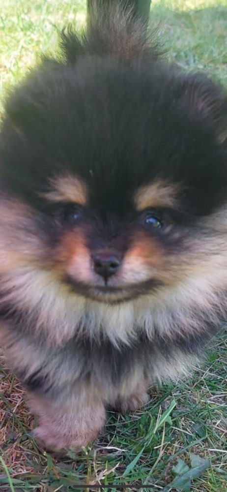 Hundetreffen-Spielbuddy und fürs sozialisieren gesucht!-Profilbild