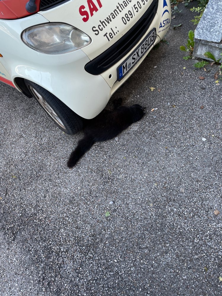 Giftköder-Tote Katze vermutlich vergiftet!-Profilbild