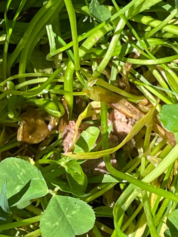 Giftköder-Fleisch oder Leckerlies auf Wiese-Profilbild