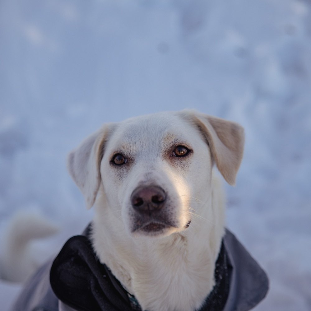 Hundetreffen-Gemeinsame Spaziergänge-Profilbild