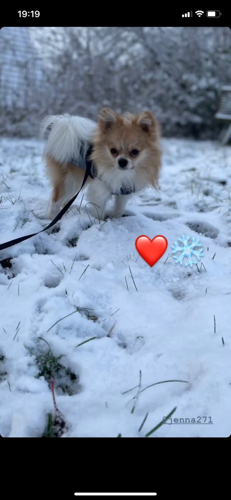 Hundetreffen-Freunde treffen-Profilbild