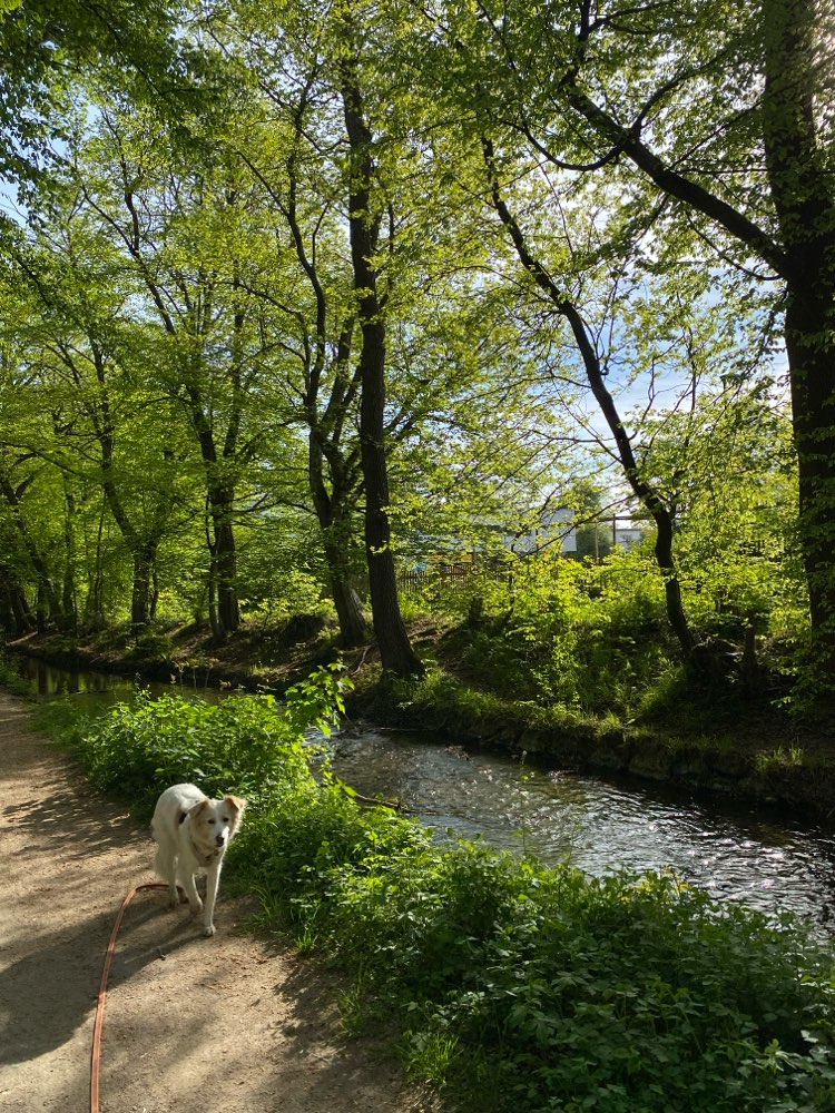 Hundetreffen-Gemeinsame Spaziergänge-Profilbild