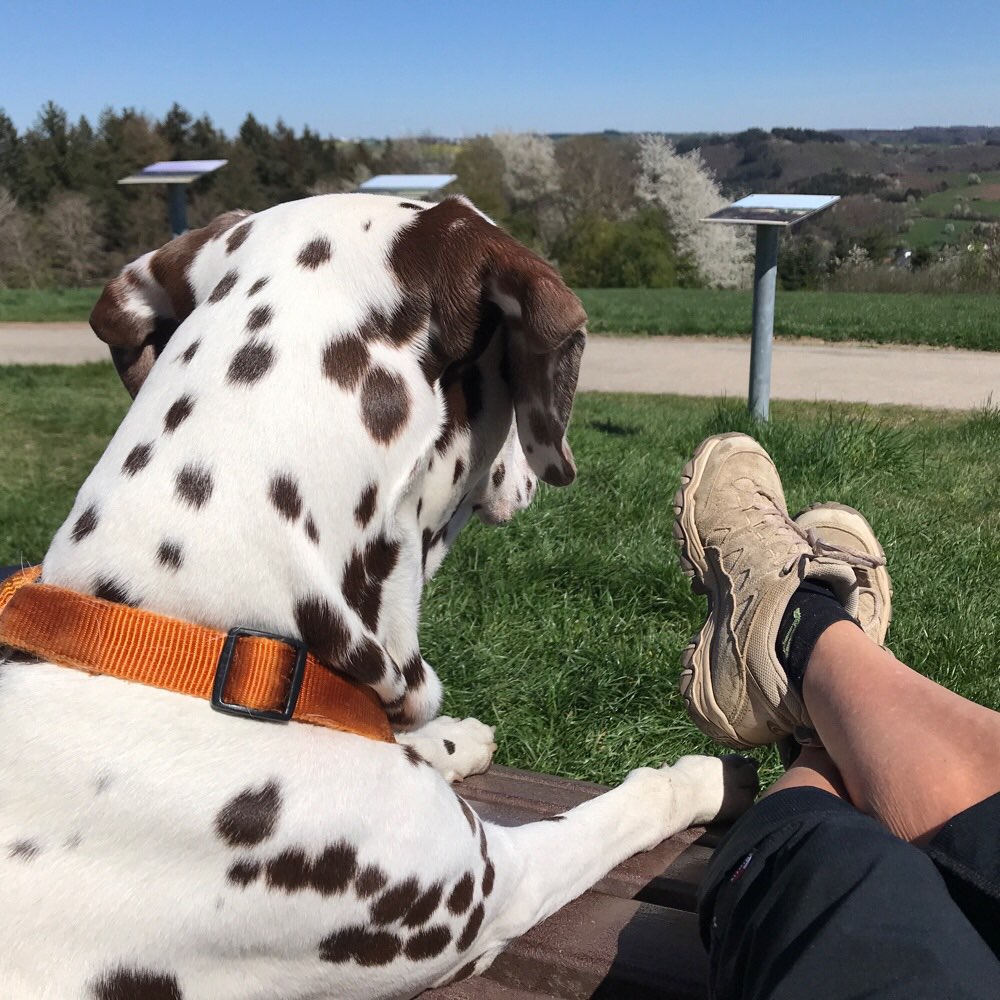 Hundetreffen-Treffen mit Gleichgesinnten-Profilbild