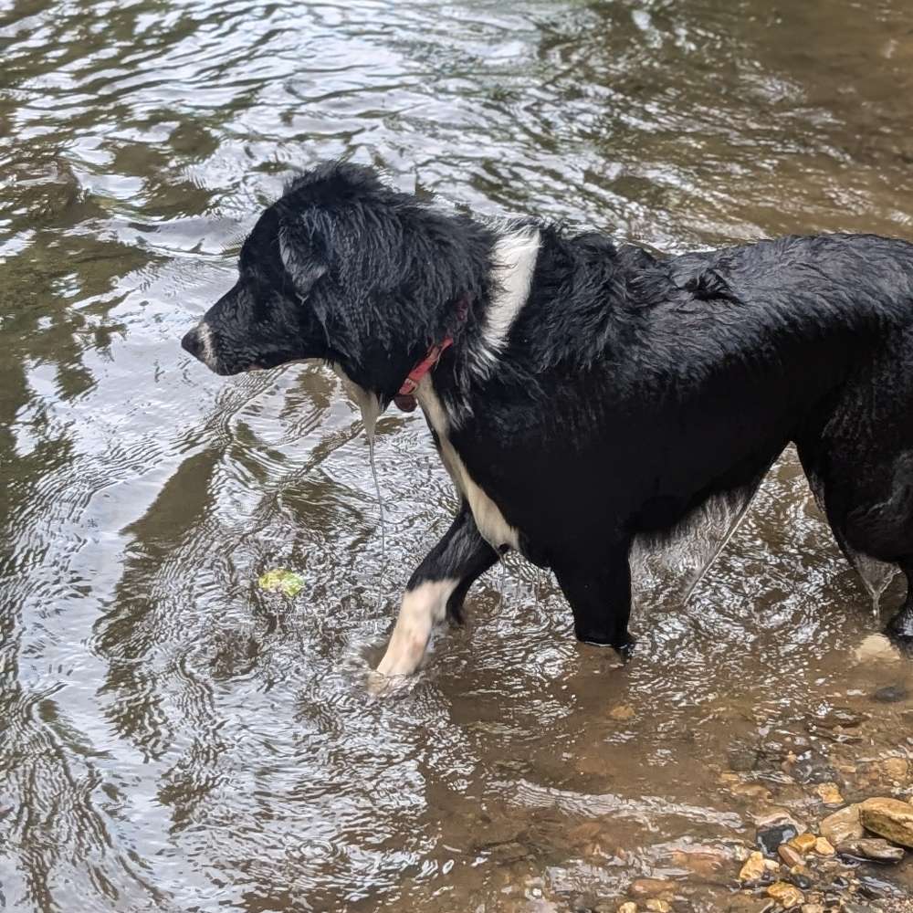 Hundetreffen-Hundefreunde gesucht-Profilbild