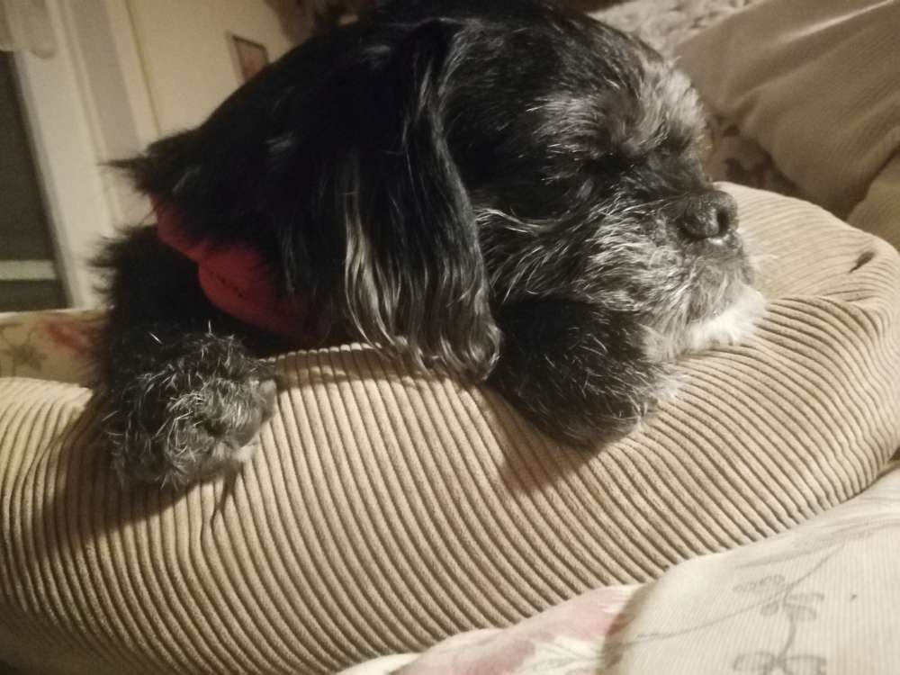 Hundetreffen-Hundetreffen  mit viel Platz zum toben in Wüstenbruck-Profilbild