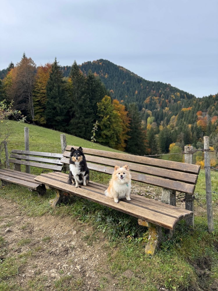 Hundetreffen-Spielgefährten gesucht-Profilbild